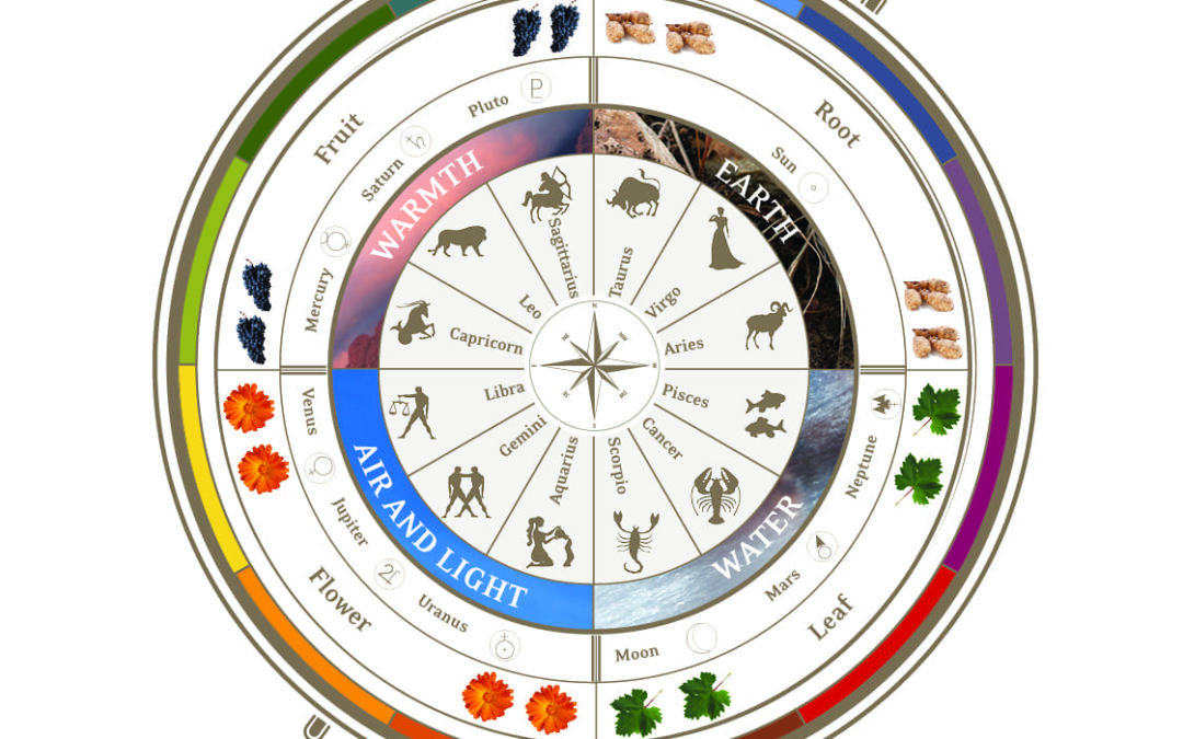 Does the Lunar Calendar affect the taste of your wine?