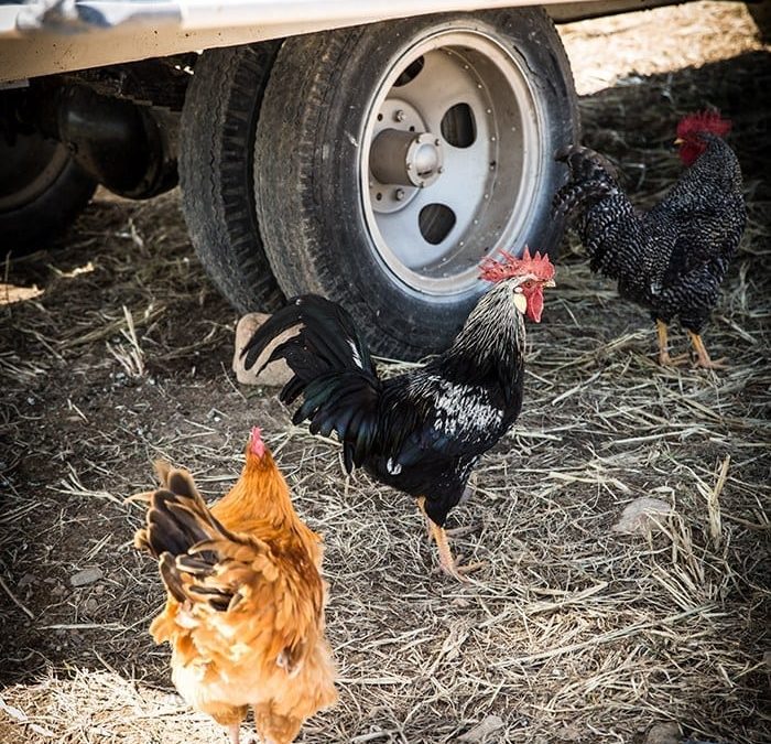 The Chickens, the Jackal Buzzard and a Pair of Polecats