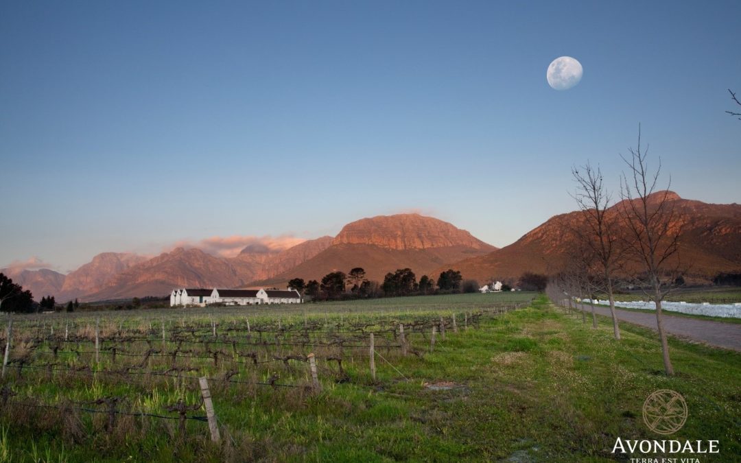 Avondale – Extraordinary Wine Approved by Mother Nature