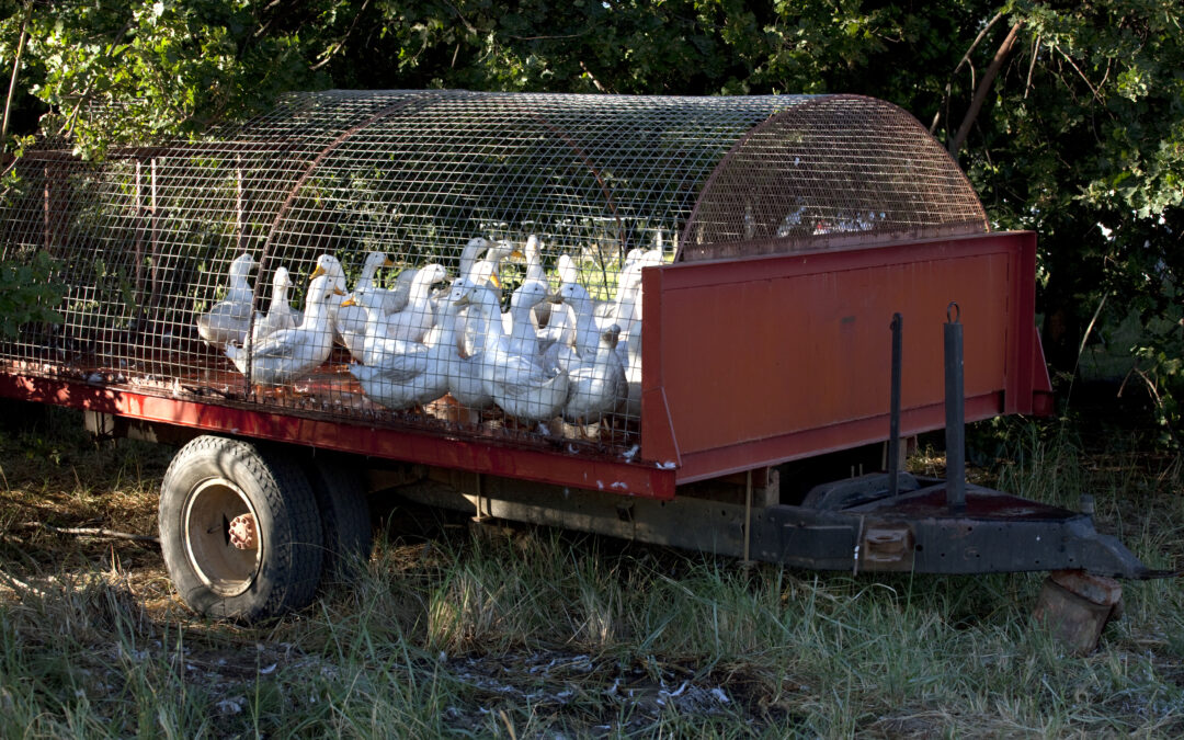 Sustainable Farming – preserving the land’s integrity for future generations