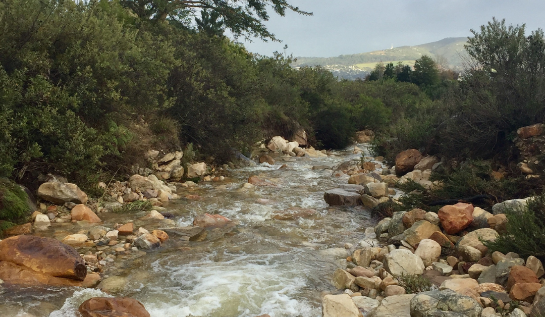The importance of water at Avondale